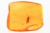 Detailed Fossil Caddisfly (Trichoptera) In Baltic Amber #372600-1